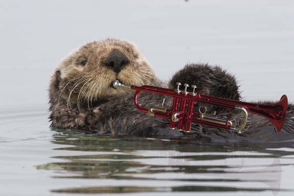 Creation of Blues Jazz Otter: Step 1